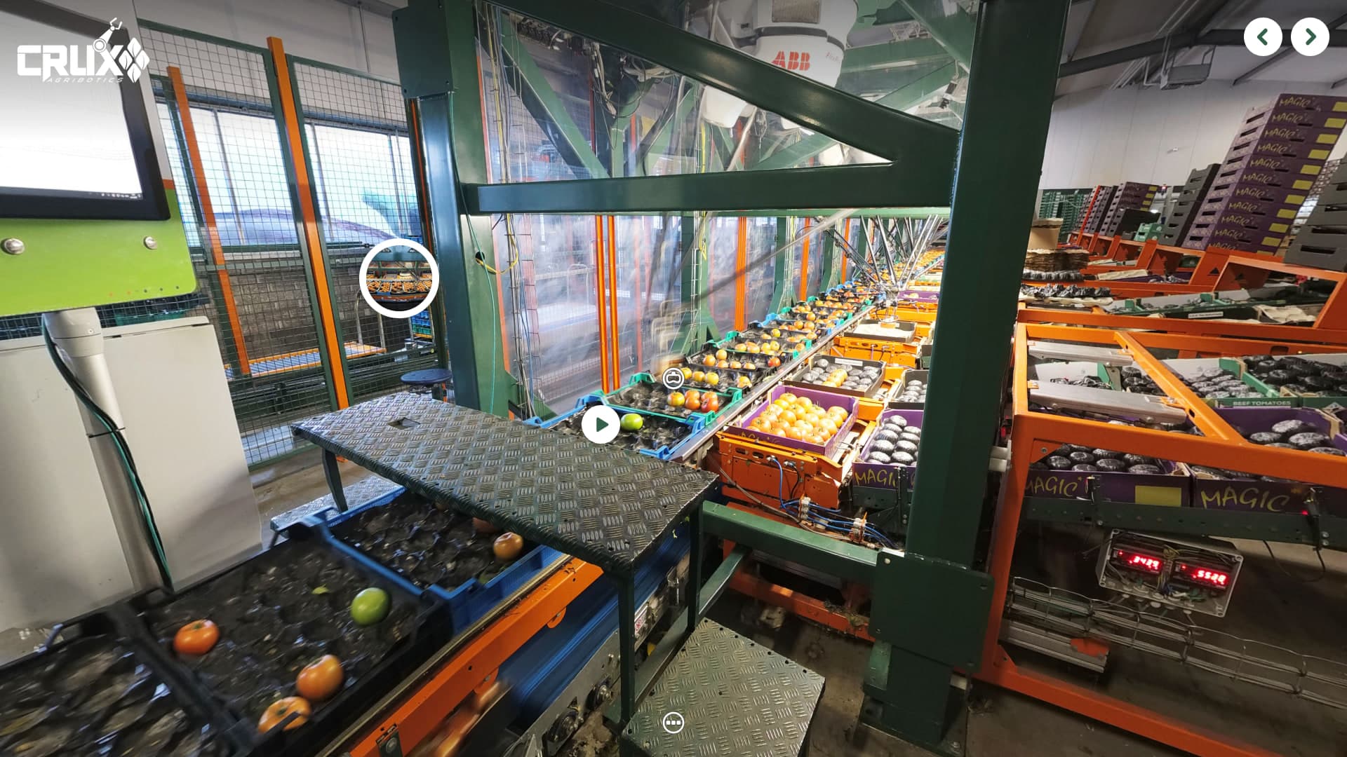Ground-level view of the packing station with sorted tomatoes in trays and a video hotspot embedded in the scene