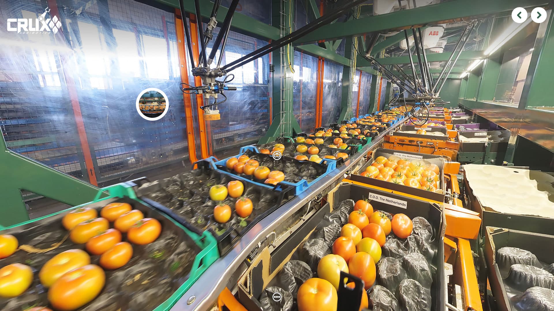 Close-up view of the sorting conveyor with tomatoes being classified and placed into trays by the robotic arm overhead